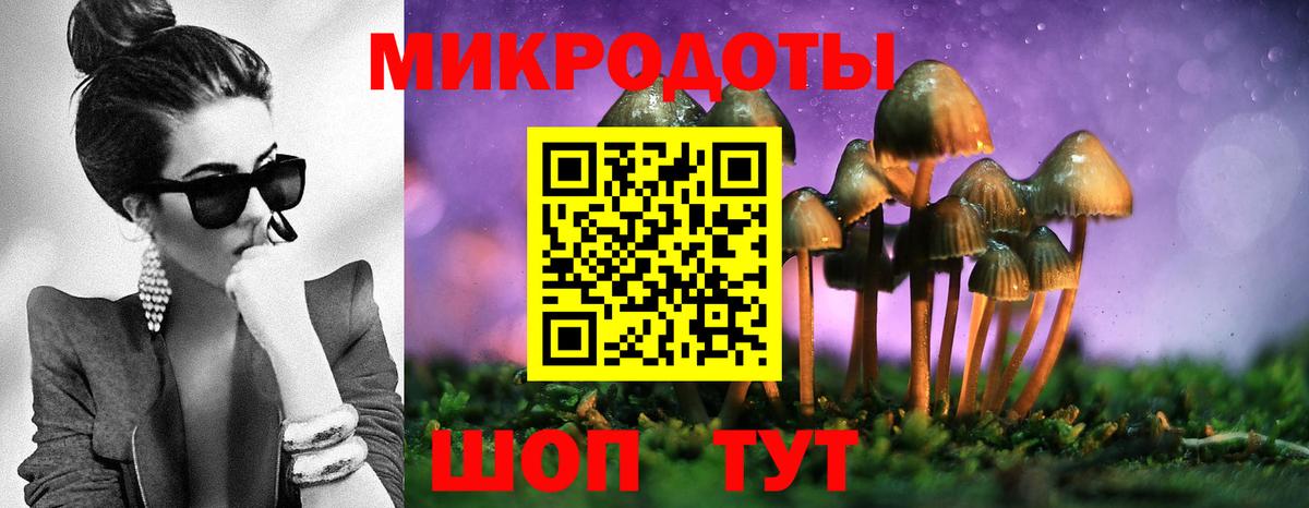 Галлюциногенные грибы Psilocybe  Гудермес 